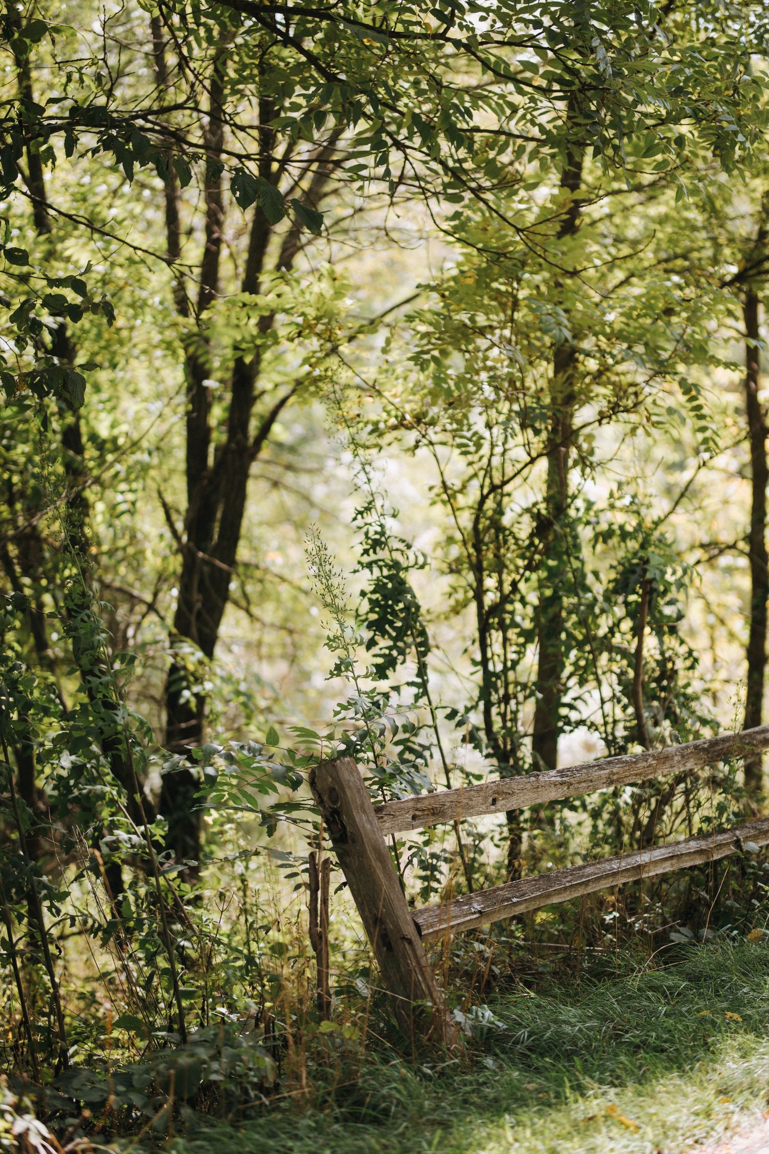 An old wooden fence stands among trees and foliage in dappled sunlight.