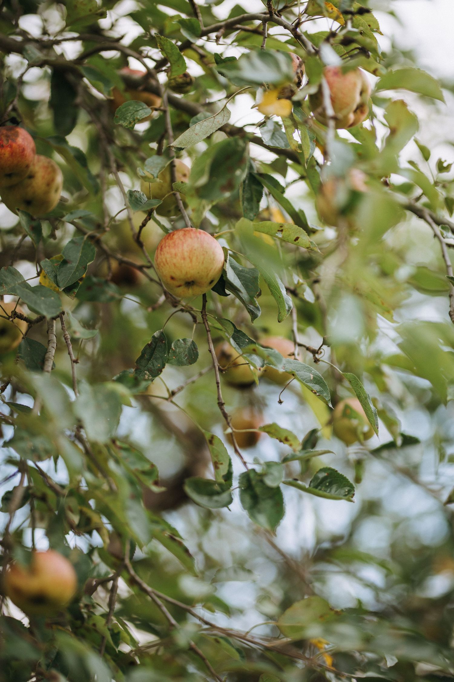 Ripe red apples growing on tree branches with green leaves in soft natural light.