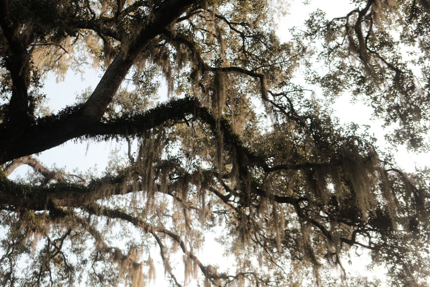Spanish moss hanging from tree branches creates a dreamy silhouette against bright sky.
