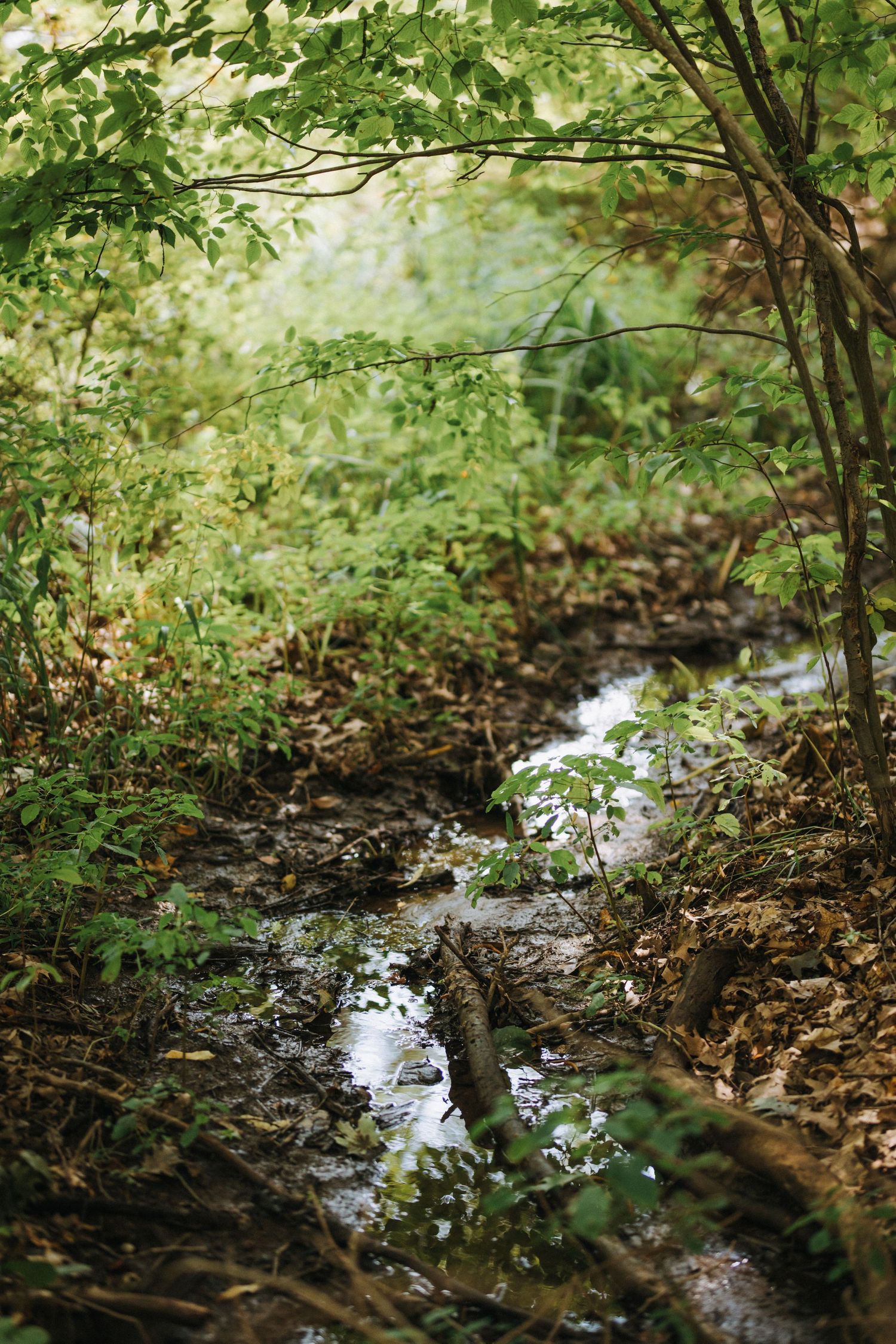 A small stream flows through fallen leaves and branches in a wooded area.