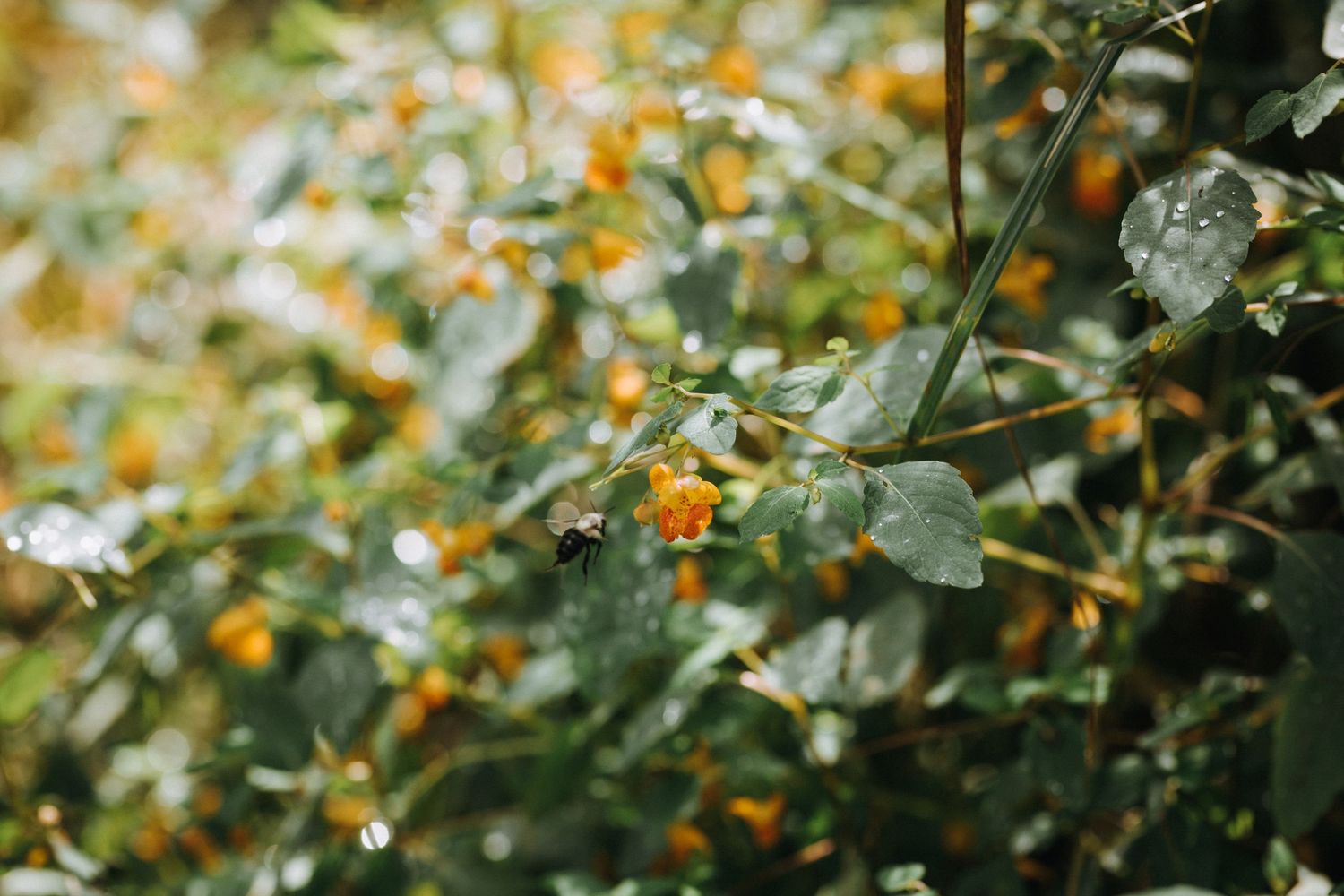 Orange flowers and green leaves create a delicate natural pattern in soft focus.