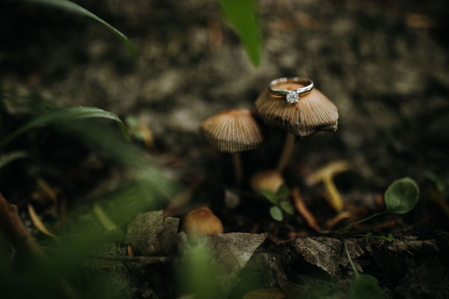 Close-up of small brown mushrooms growing in dark forest soil.