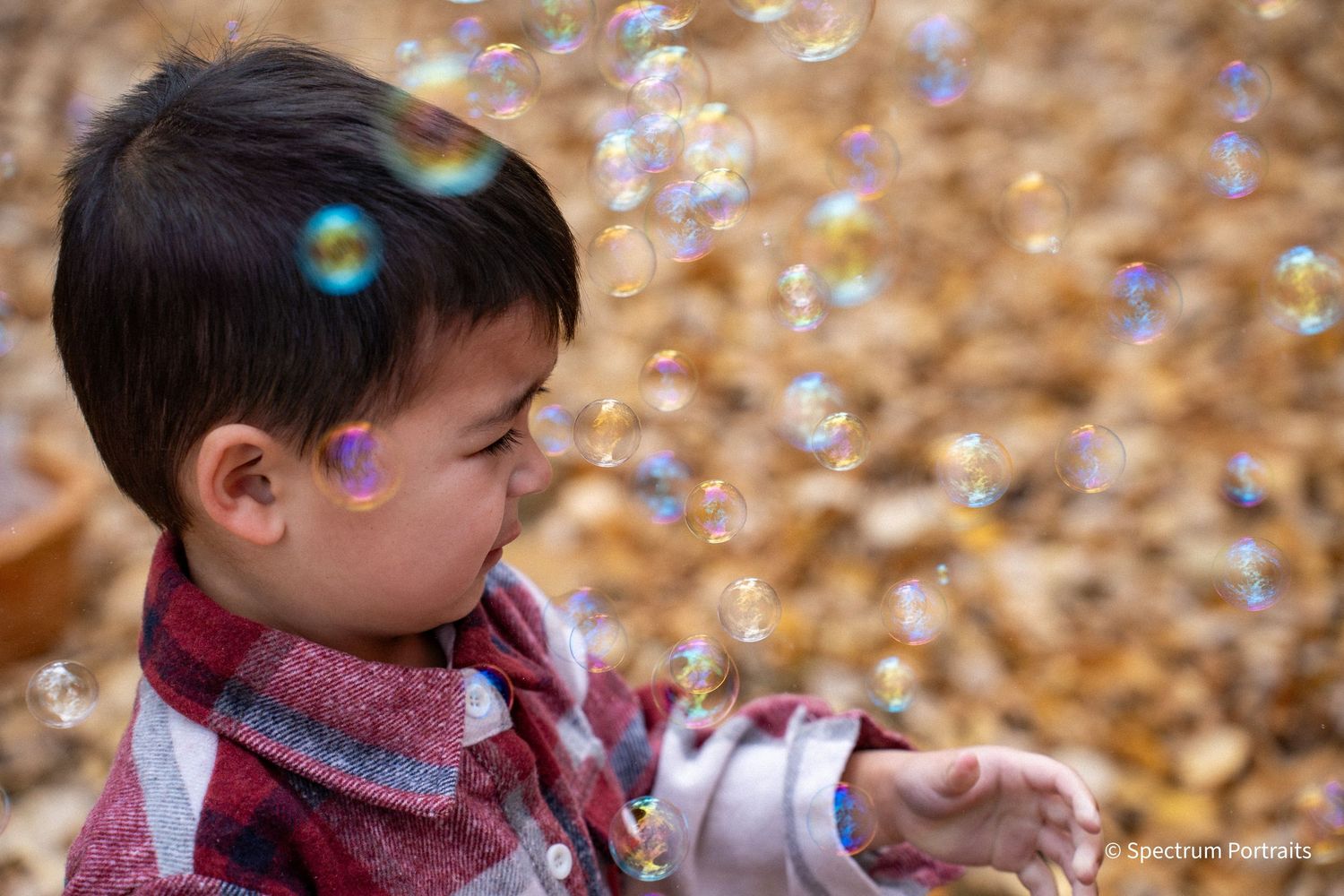 Edmonton family photographer for maternity, newborn, baby, and lifestyle family photography.
