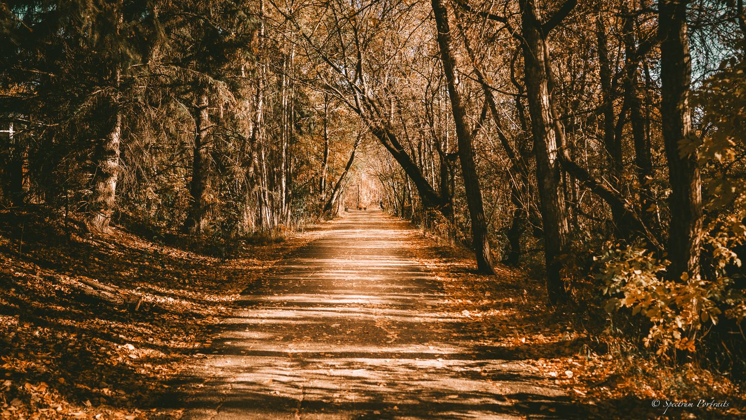 Edmonton Photographer