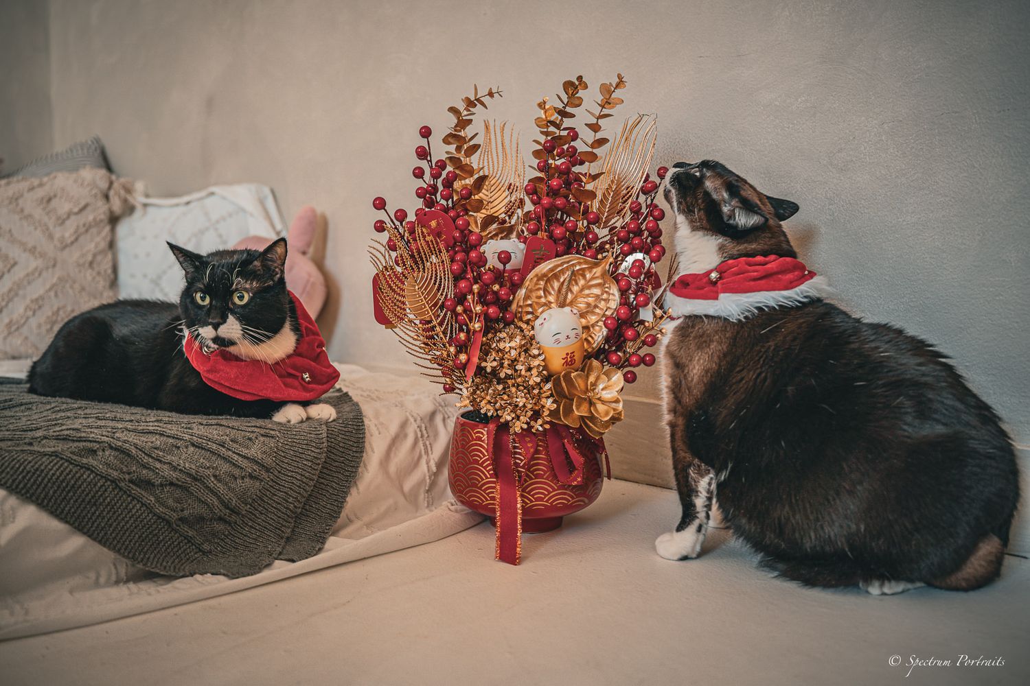 Edmonton Photographer - Edmonton Pet Photography