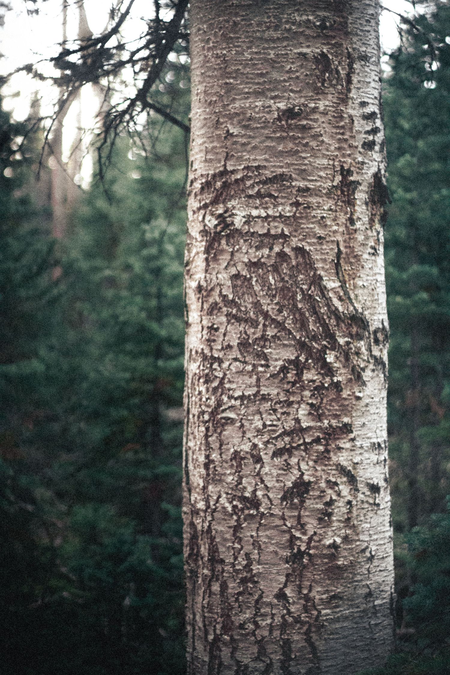 Close-up shot of a birch tree trunk with textured bark in a dark forest setting.