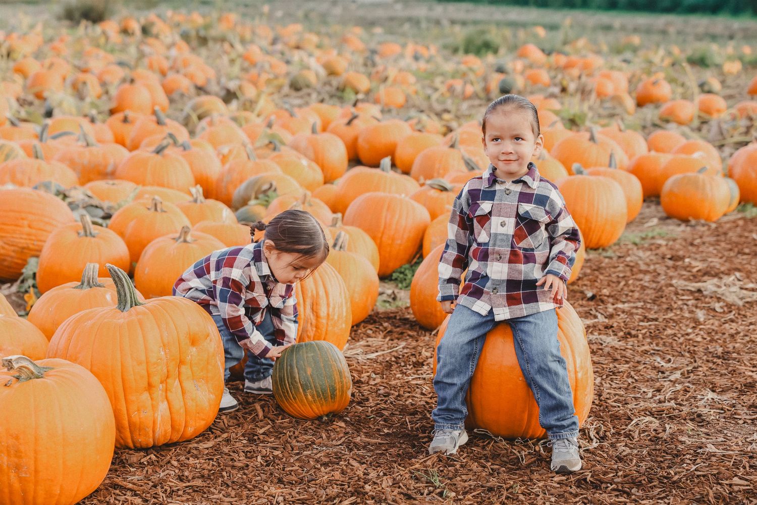 A festive autumn scene at a pumpkin patch with rows of bright orange pumpkins scattered across brown soil.