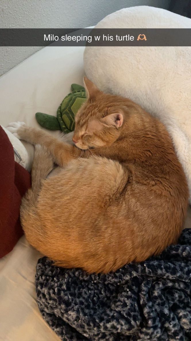 An orange cat curled up sleeping on a gray knitted blanket.
