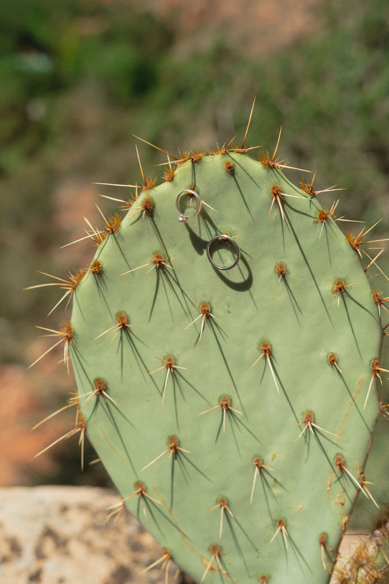 Two wedding rings balanced on spines of a green prickly pear cactus pad outdoors.
