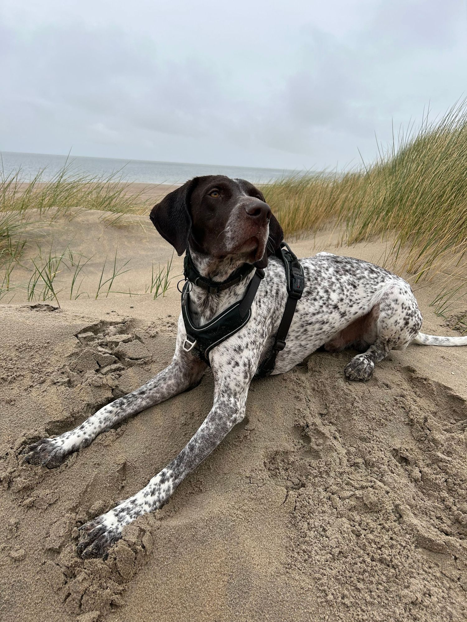 A German Shorthaired Pointer dog wearing a harness rests on sandy beach dunes with grass and ocean in the background.