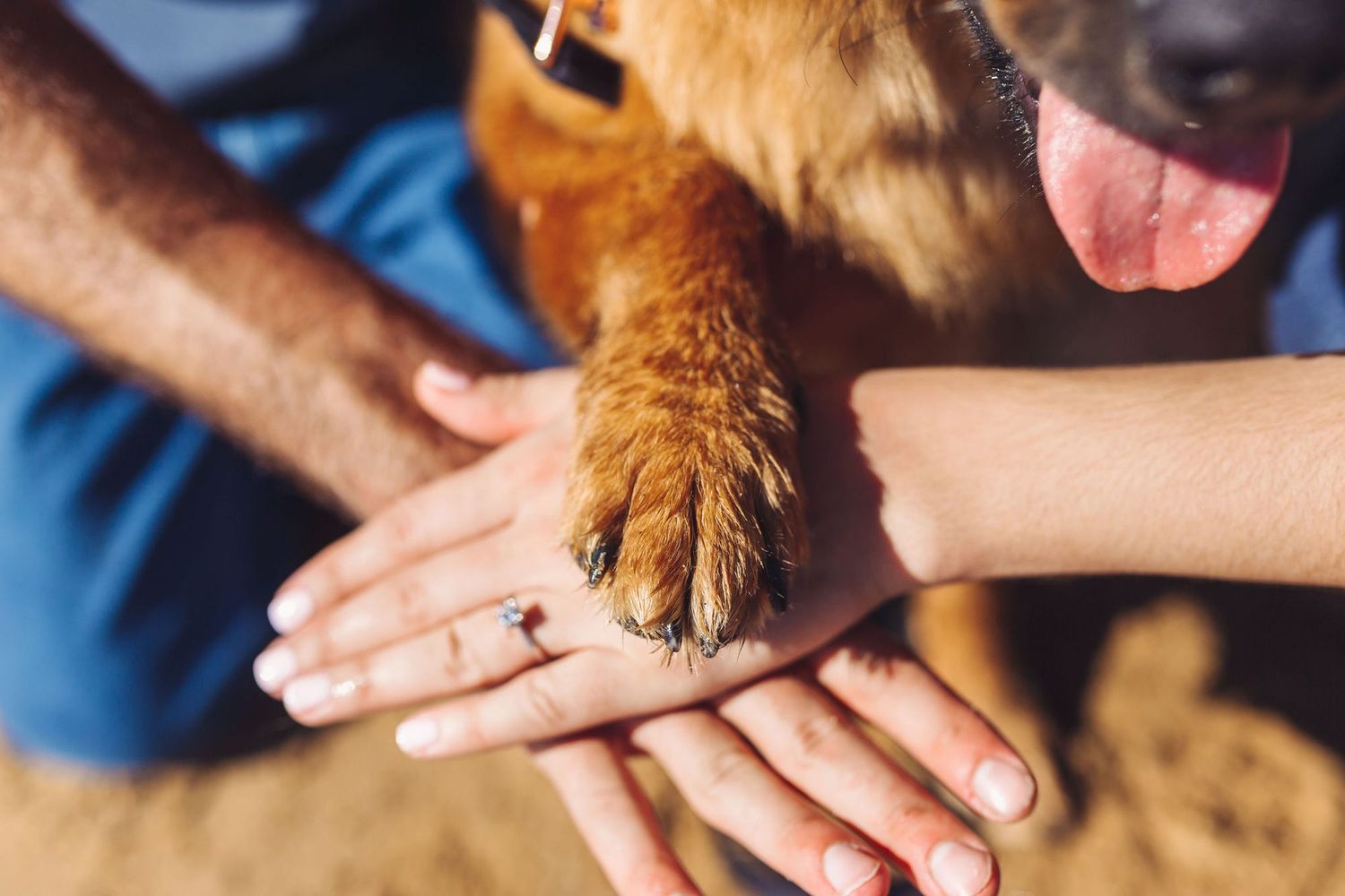 Two people placing their hands under a happy golden dog's paw on a sandy surface.