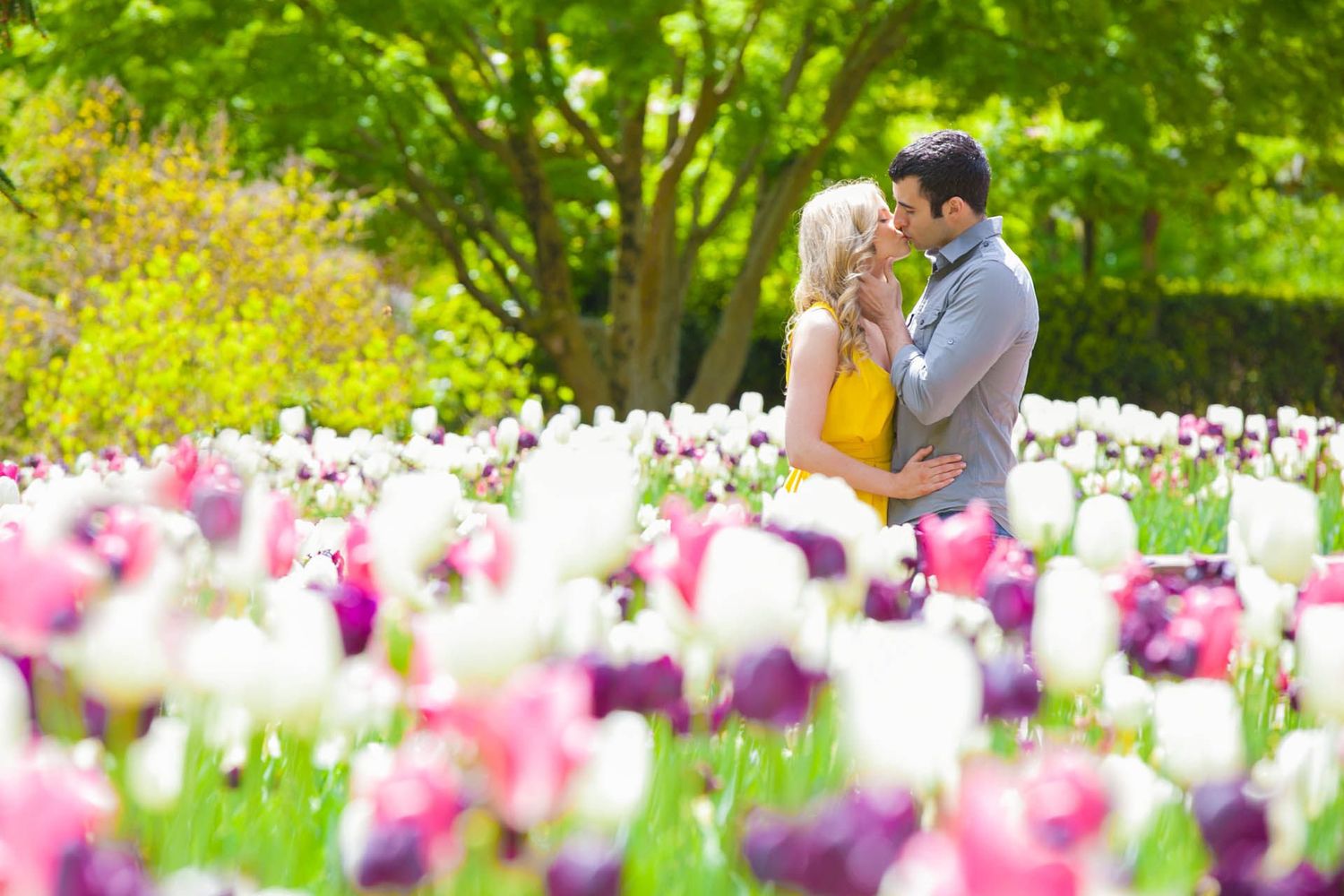 Couple sharing a romantic moment surrounded by colorful pink, purple, and white tulips in a lush garden.