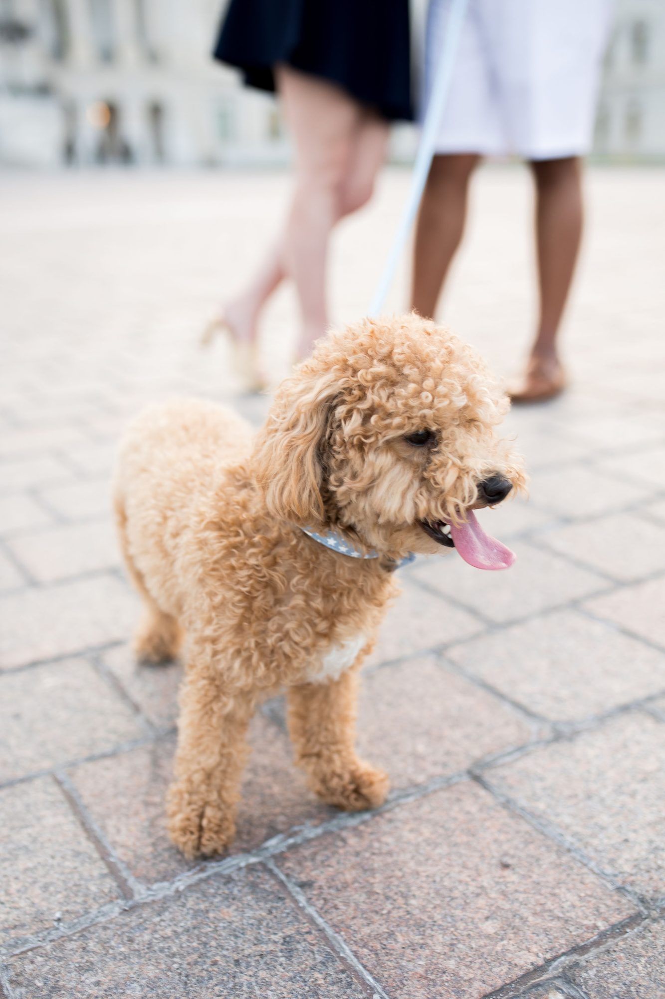 A fluffy apricot poodle stands on brick pavement with tongue out, two people visible in background.