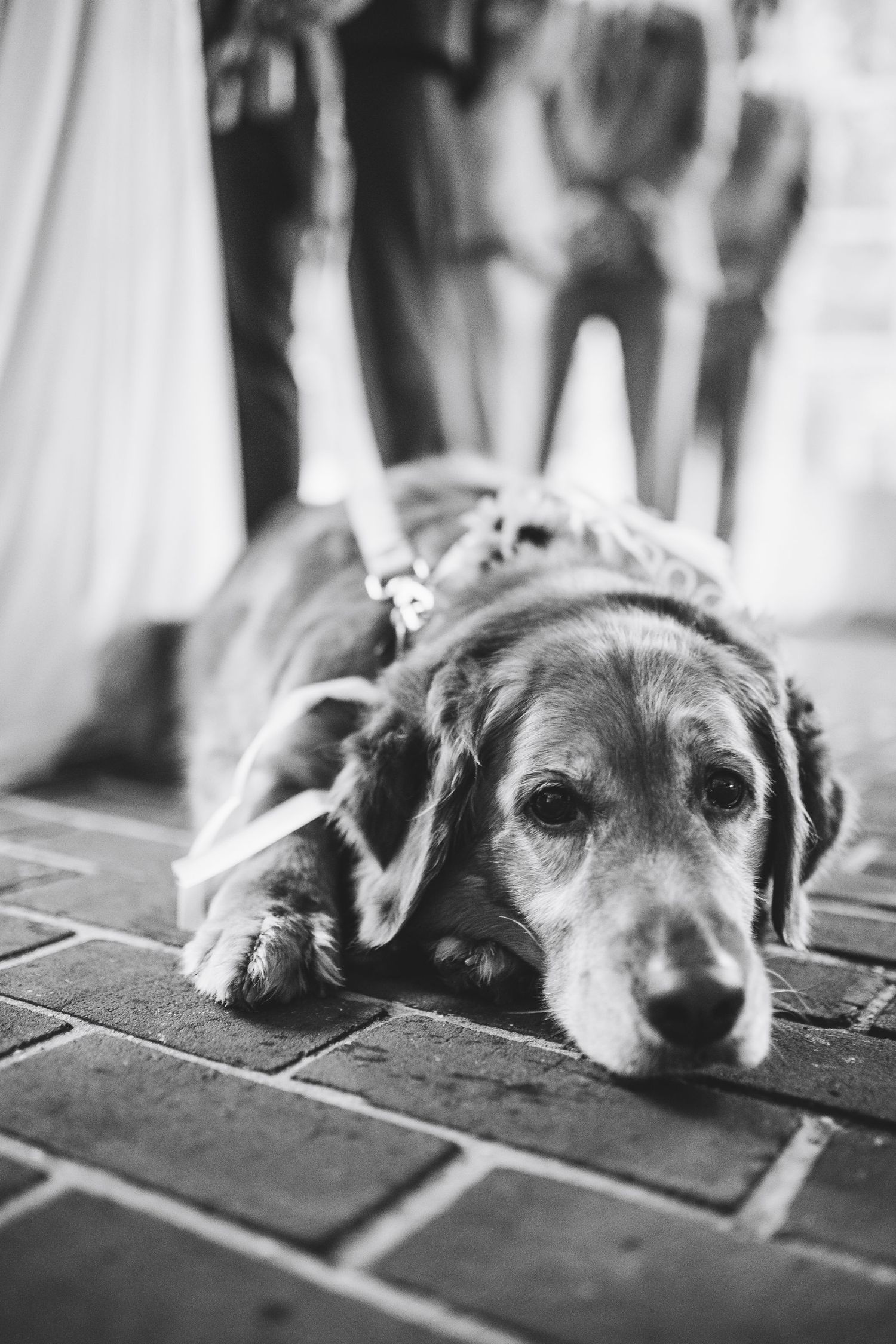 Black and white photo of a tired dog resting on brick pavement, wearing a floral collar at an outdoor event.