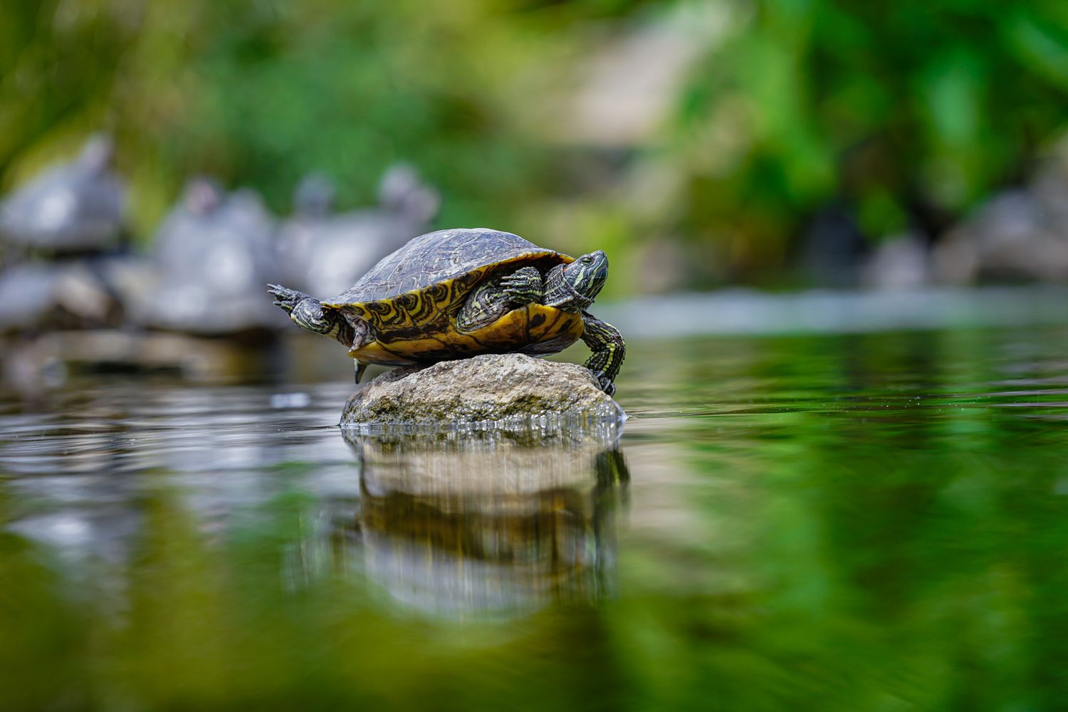 Close up of small turtle balancing on a rock in the middle of a pond with one hind leg lifted elegantly.