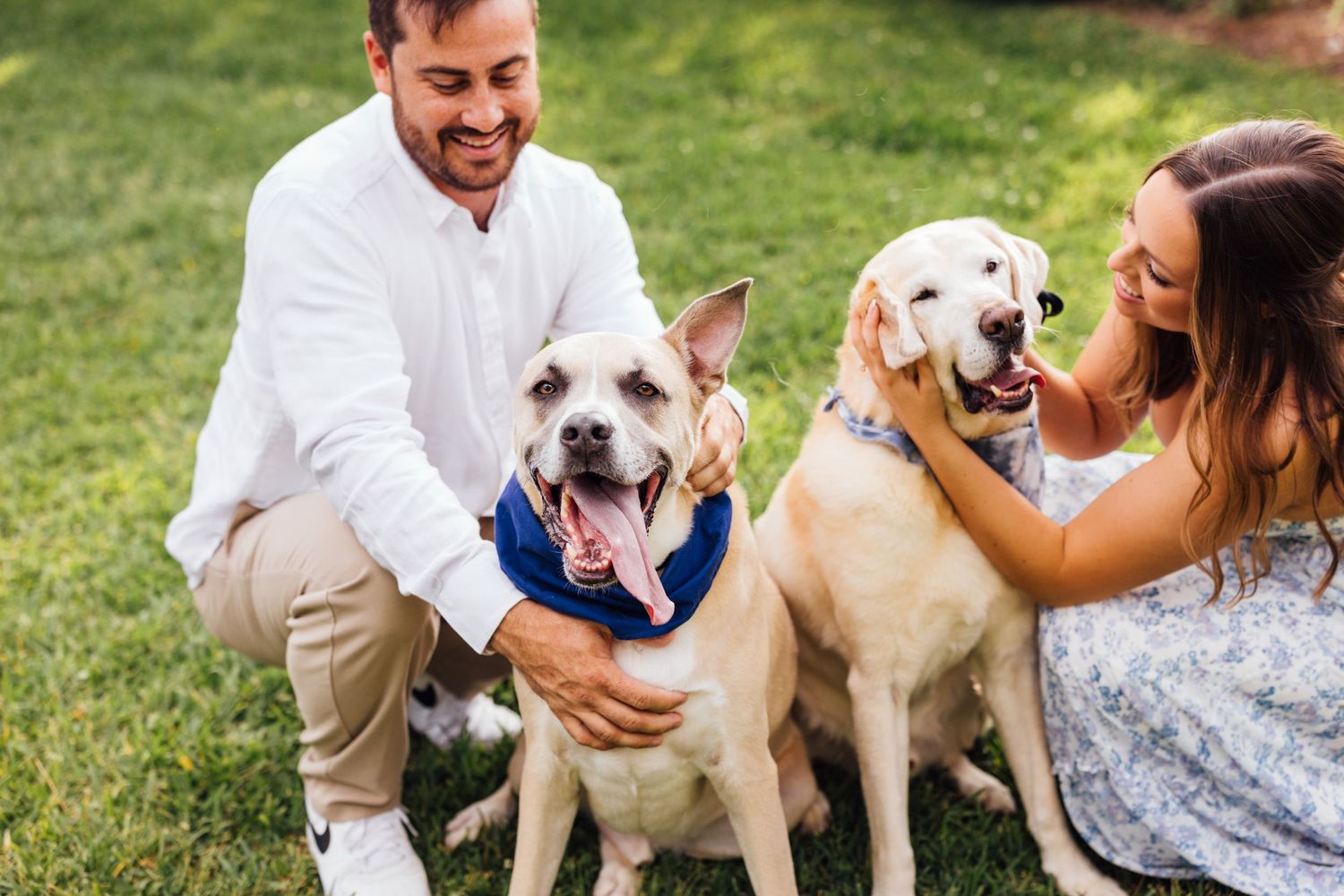 A smiling couple sits on green grass petting two happy Labrador dogs, one wearing a blue bandana.