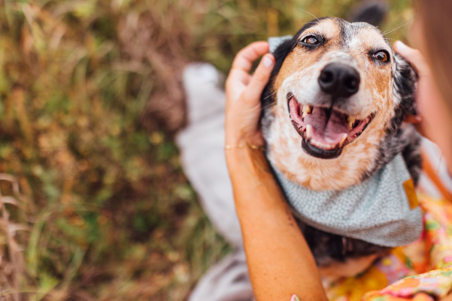 Happy dog wearing a sweater smiles while being petted outdoors in autumn setting.