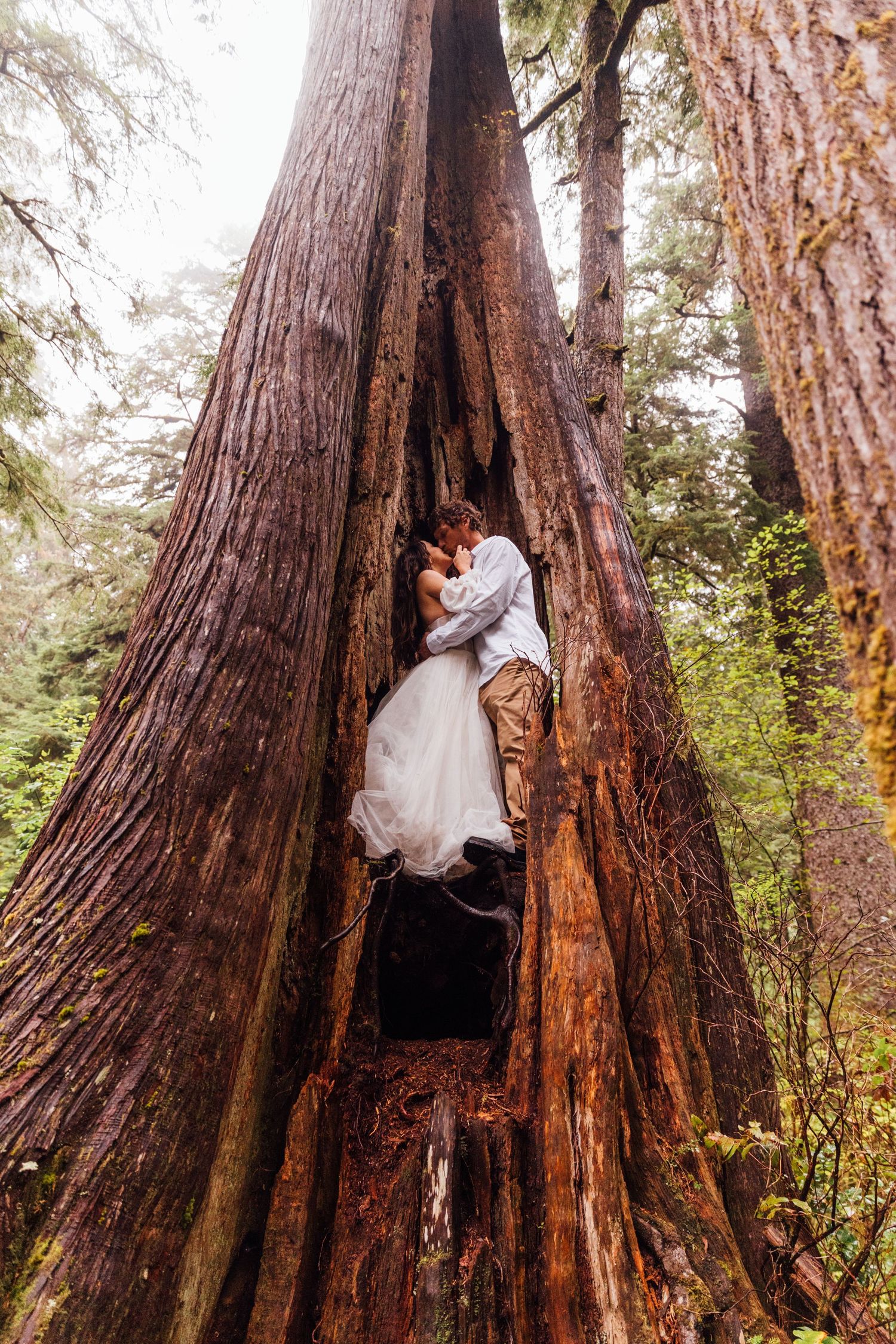 Wedding couple sharing a romantic kiss inside a hollow giant redwood tree in a lush forest setting.
