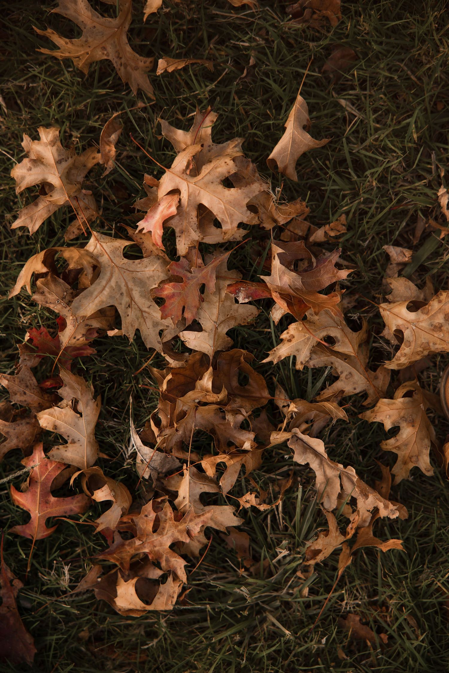 Fallen autumn oak leaves in shades of brown and orange scattered on dark green grass.