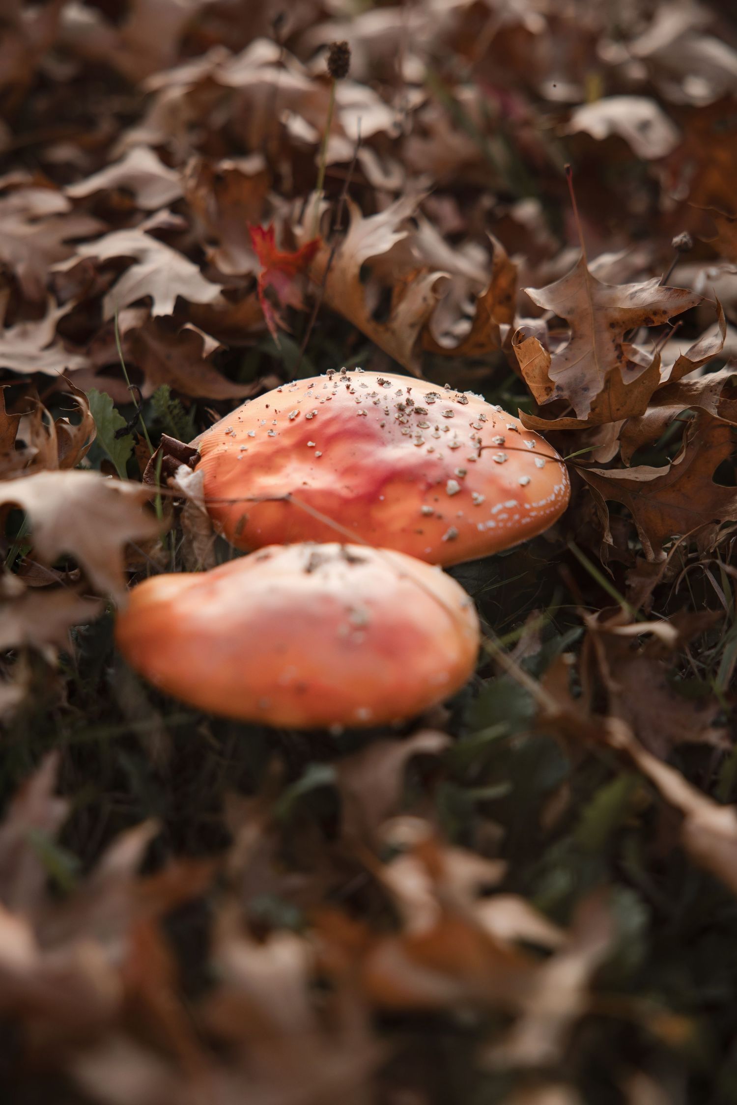Two orange-red mushrooms growing among fallen autumn leaves on a forest floor, with water droplets on their caps.