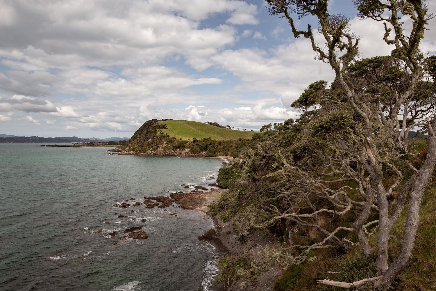 Rugged coastal cliffs with native pohutukawa trees overlooking azure waters at Oneroa Bay in New Zealand.