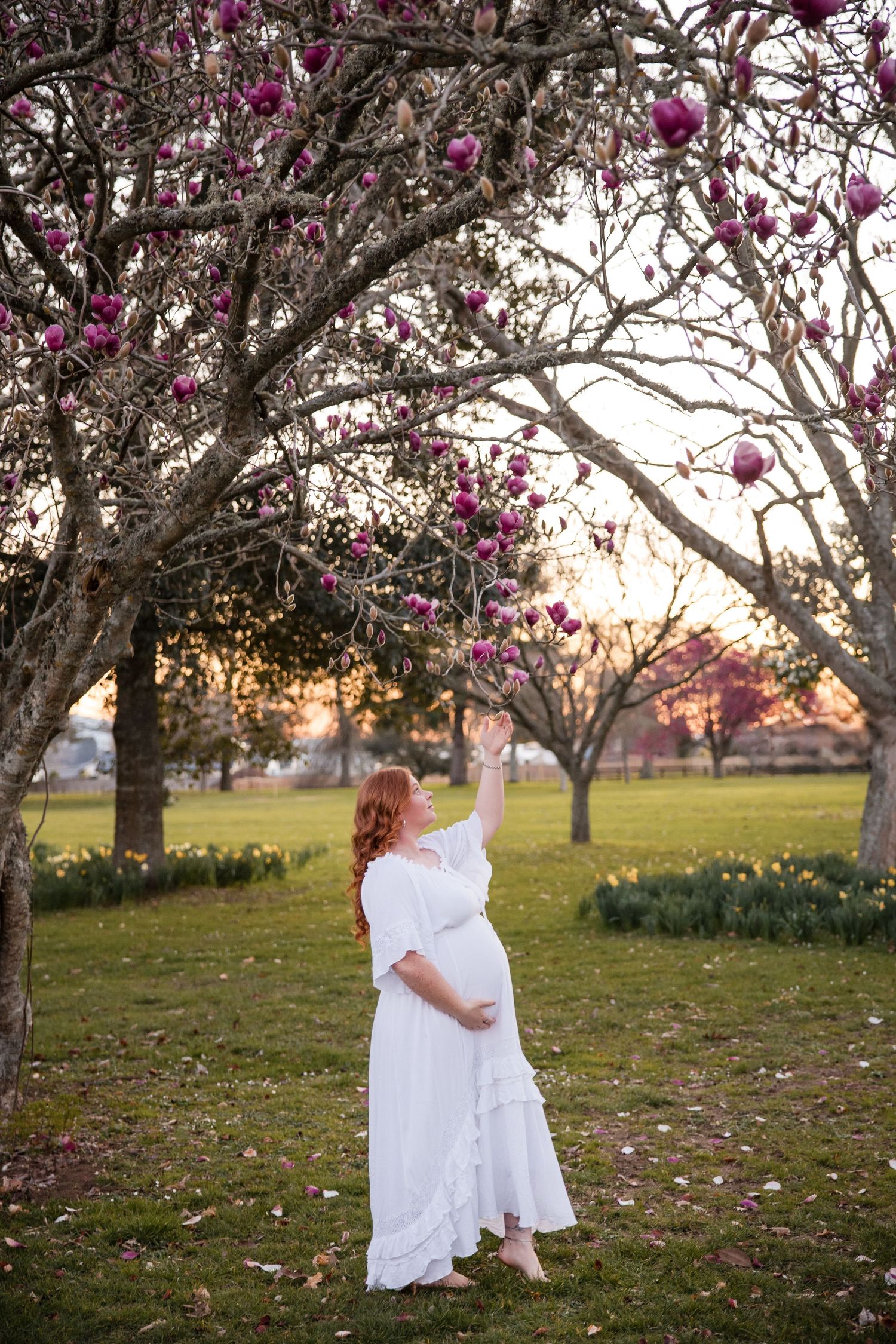 Blooming magnolia trees with pink flowers create a romantic backdrop at sunset in a grassy meadow.