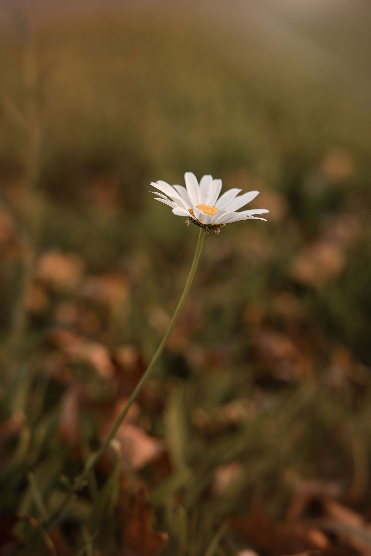 A single white daisy flower on a green stem stands alone against a blurred autumn background of fallen leaves.