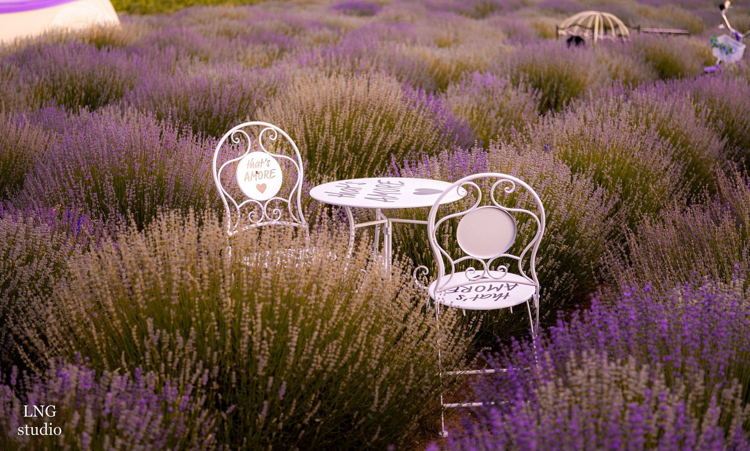 White vintage garden furniture set amid blooming lavender fields at sunset.