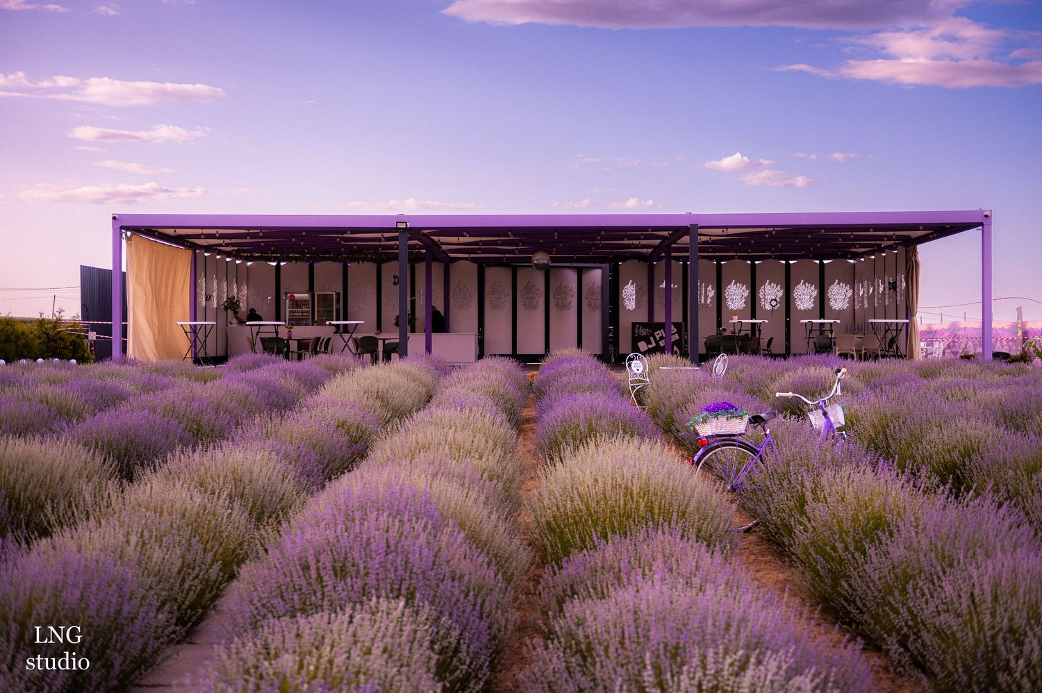 Modern building surrounded by rows of blooming lavender fields at dusk.