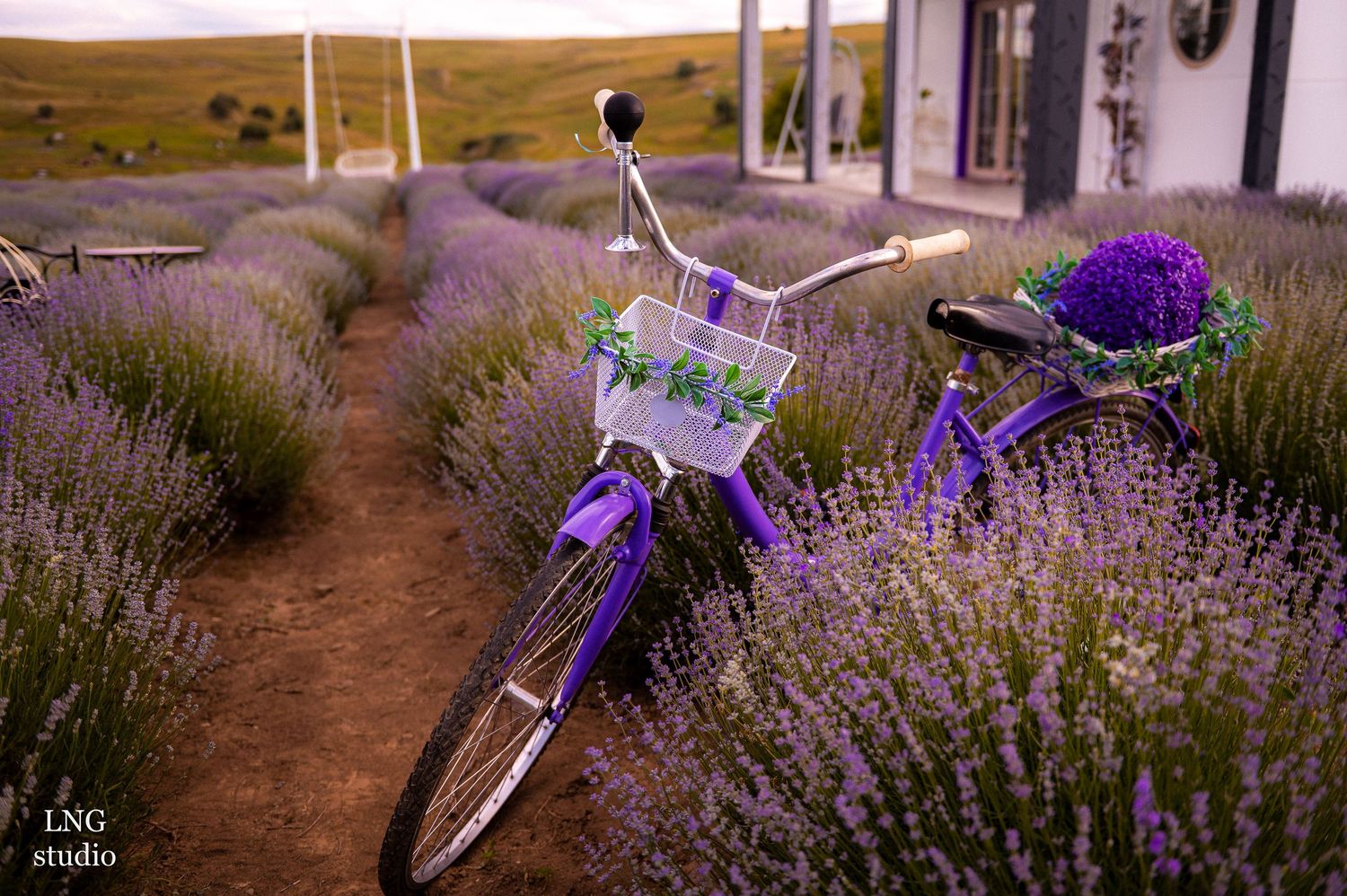 Purple bicycle parked among rows of fragrant lavender flowers.
