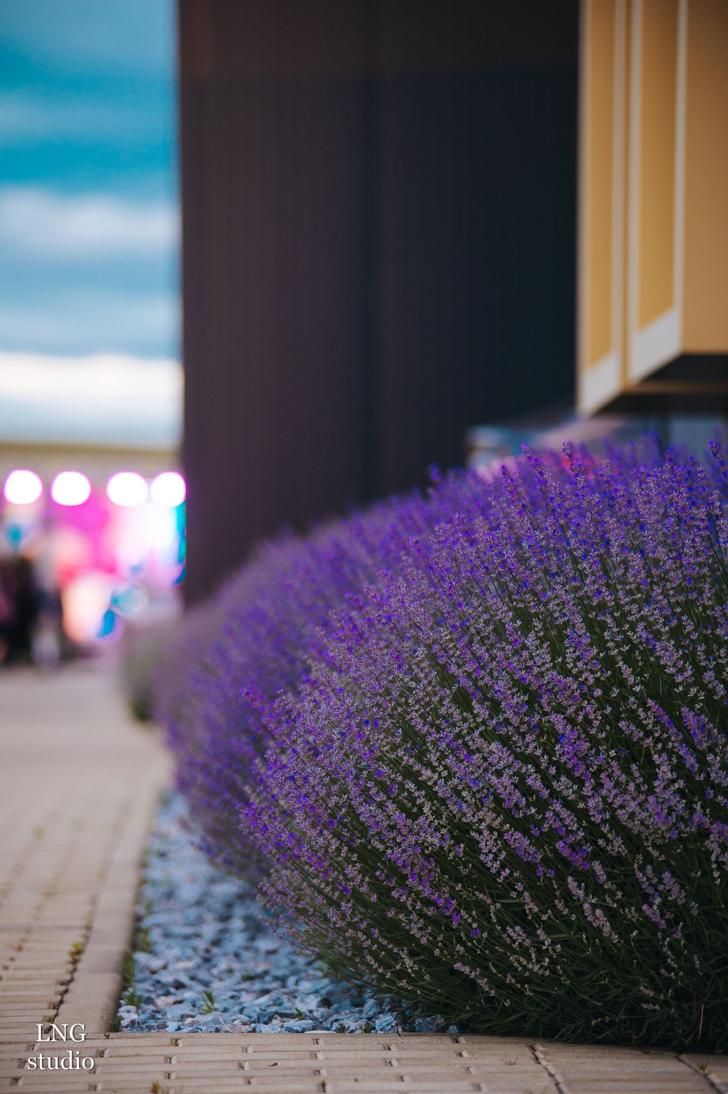 Close-up of blooming lavender bush against blurred urban background with bokeh lights.