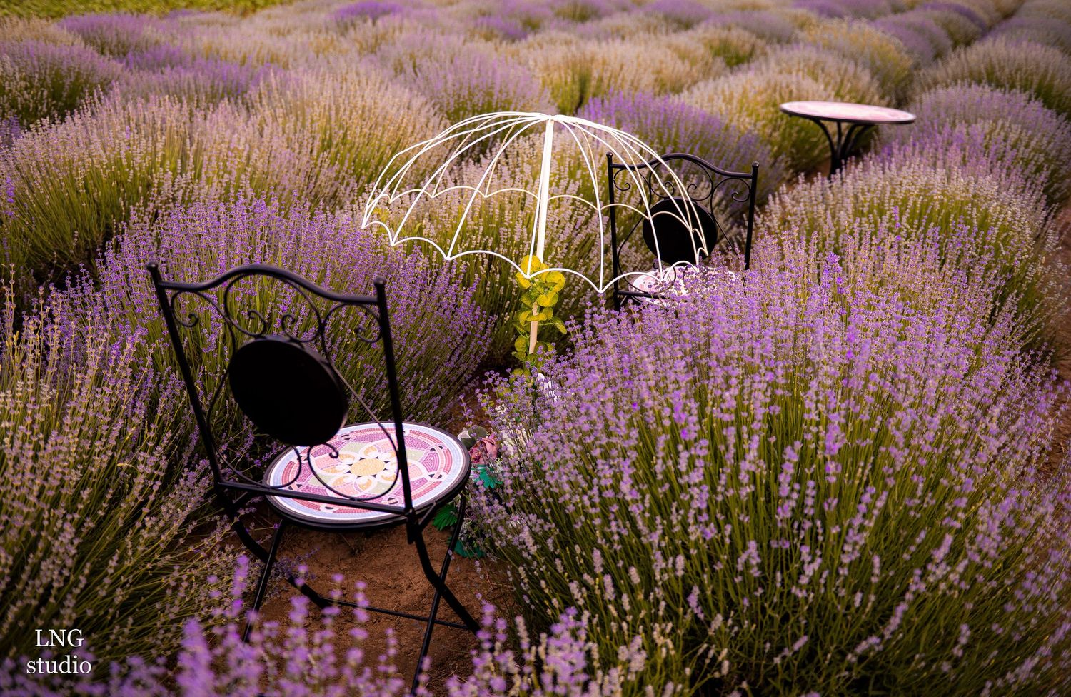 Black chair and umbrella setup in a beautiful purple lavender field.