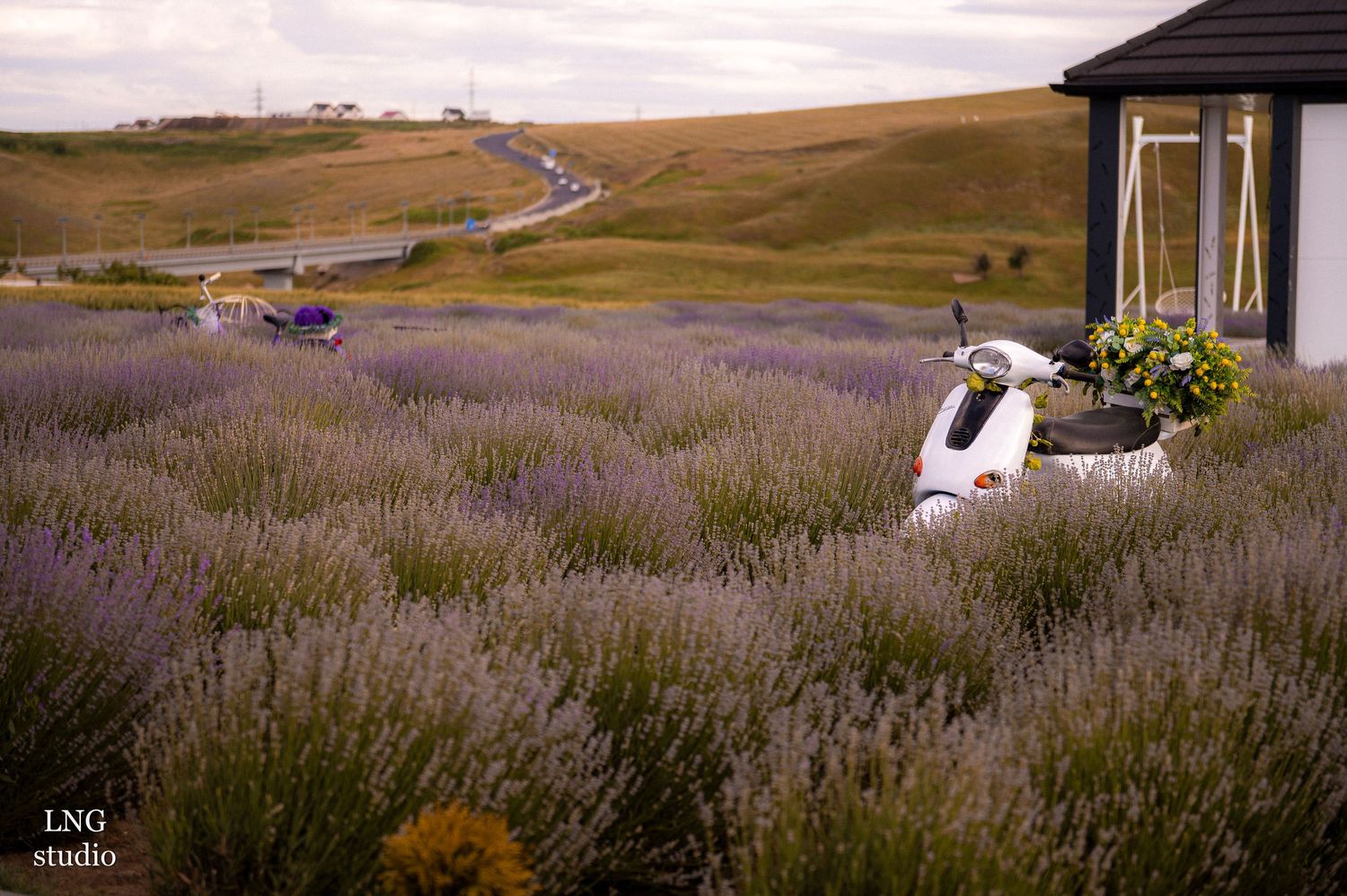 Scenic view of a lavender field with a rustic house overlooking rolling hills.