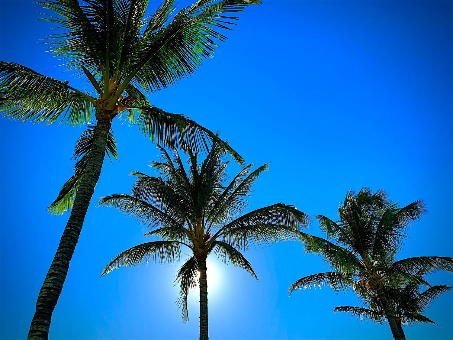 Glowing palms - 1