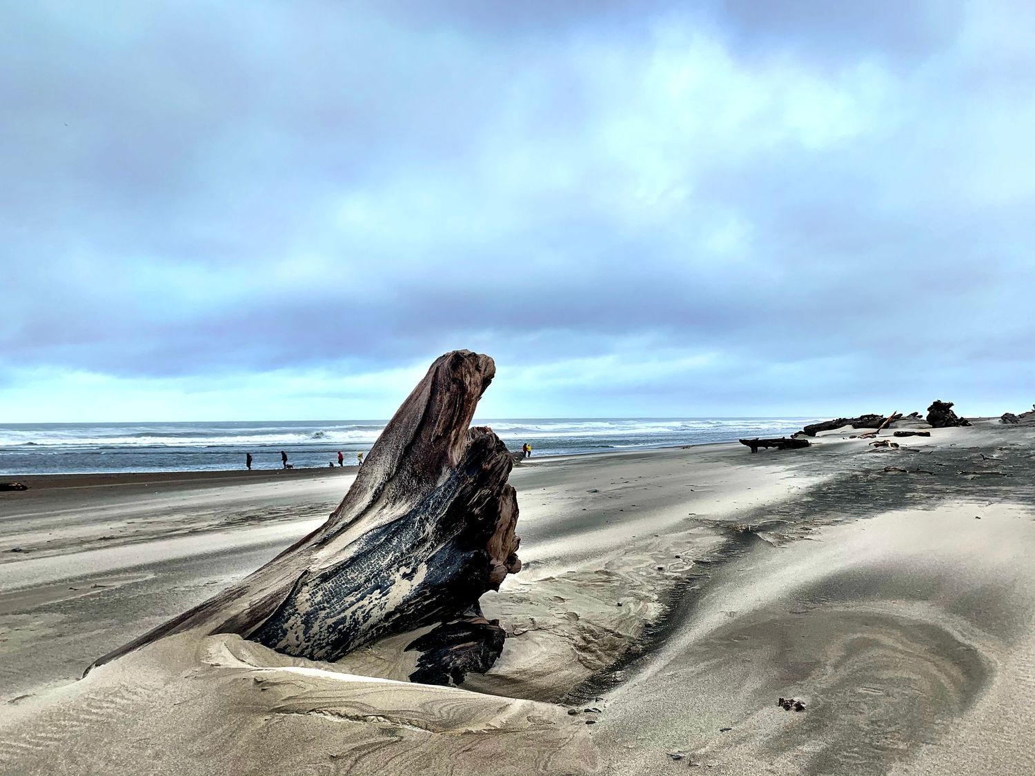 Driftwood in sand