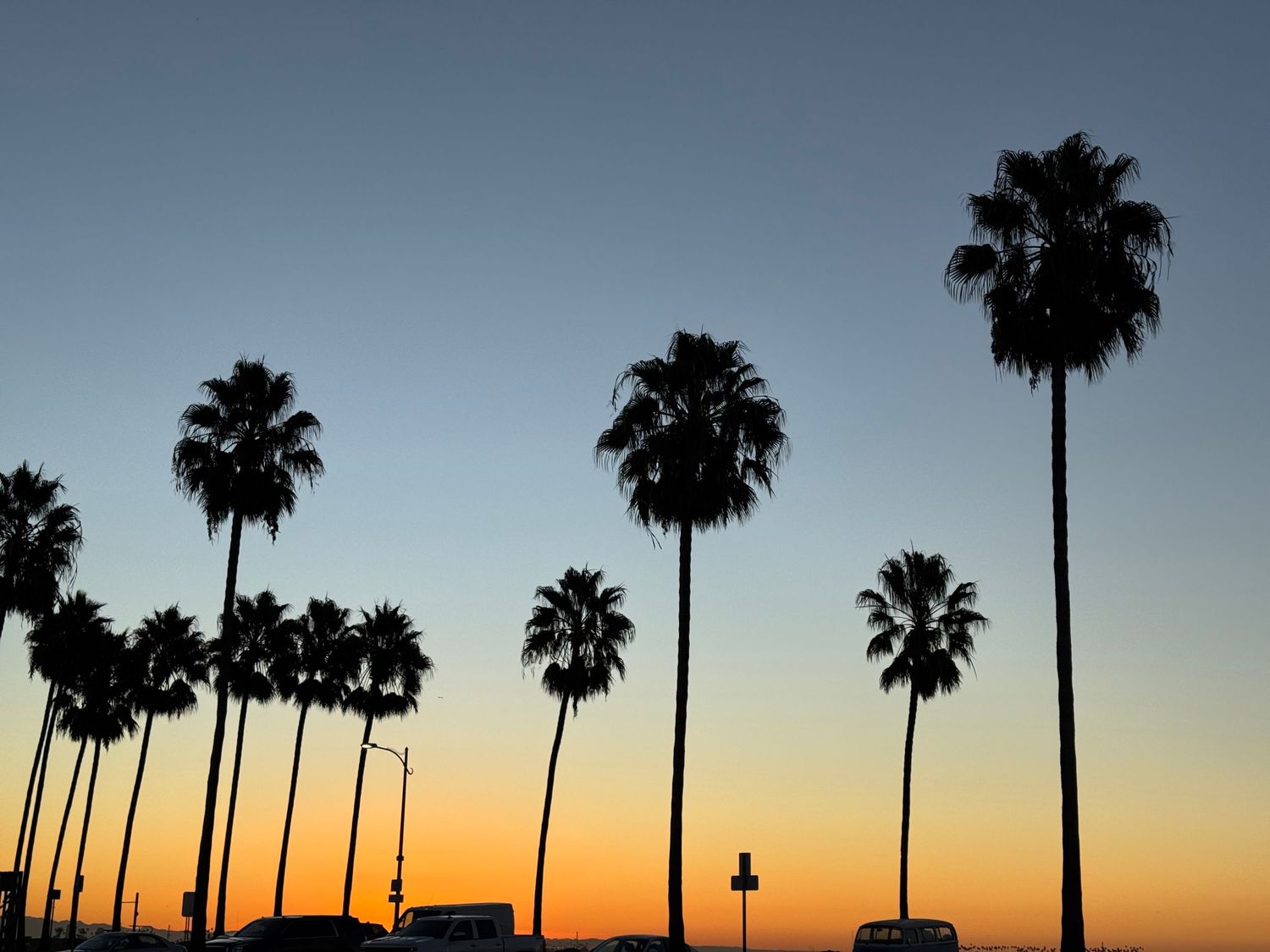 Palms in Long Beach, CA at dusk