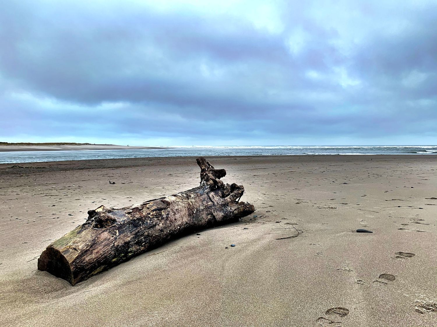 Drift wood in Lincoln City, OR