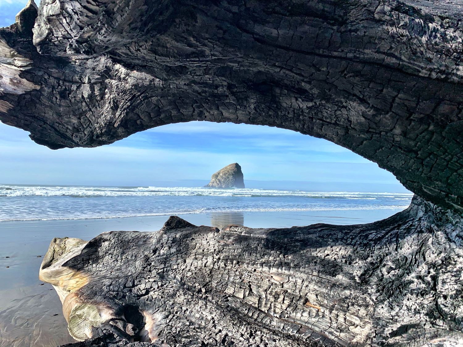 Haystack rock through driftwood