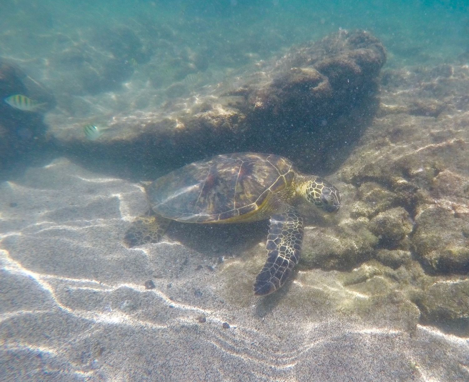 Sea turtle, HI