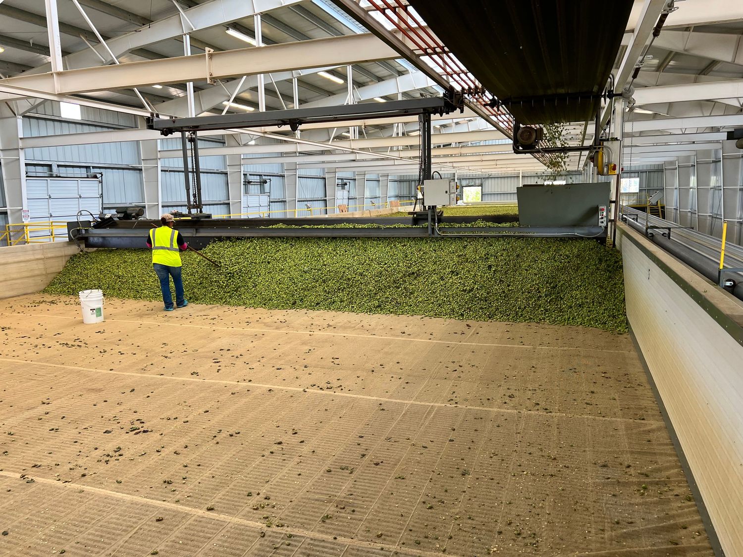 Hops pouring into kiln
