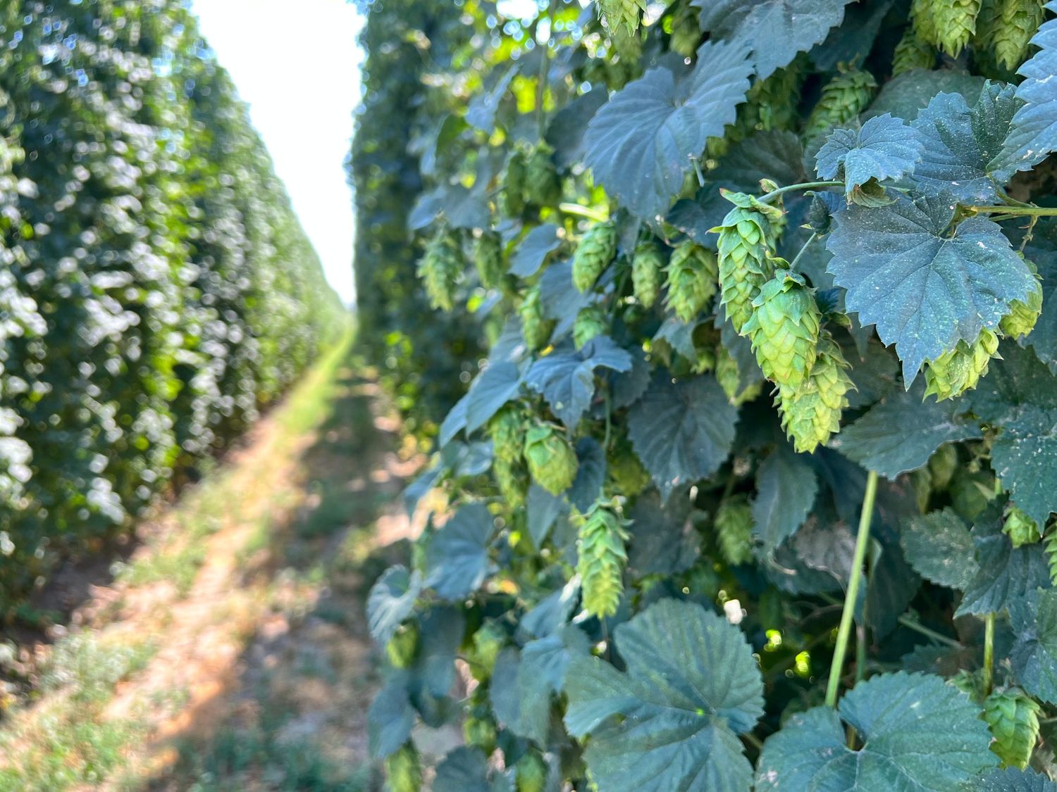 Hops on a bine