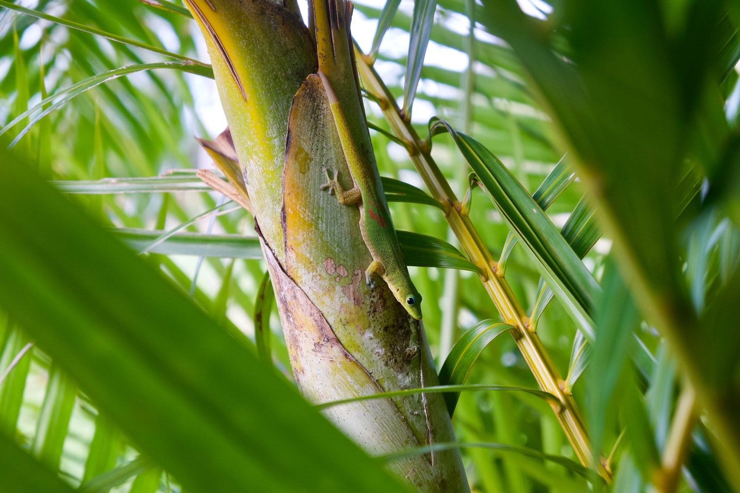 Gecko, HI