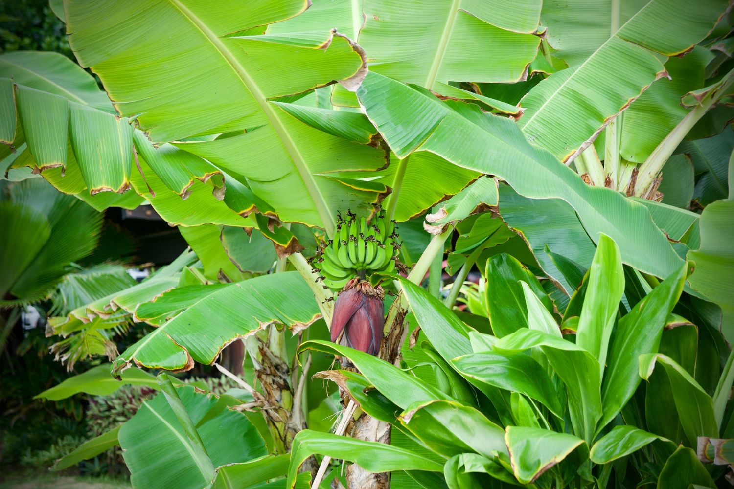 Bananas, HI