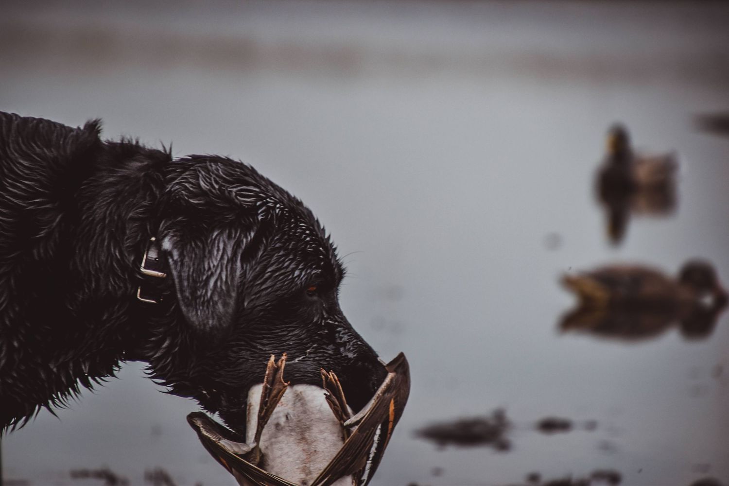 black lab holding a duck