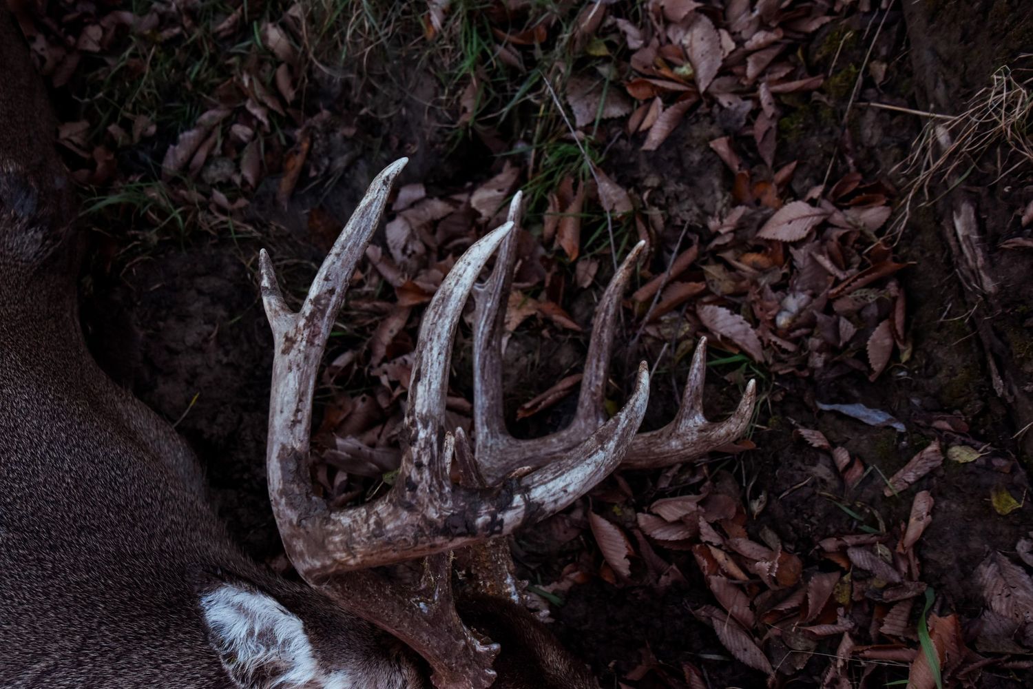 whitetail deer antlers