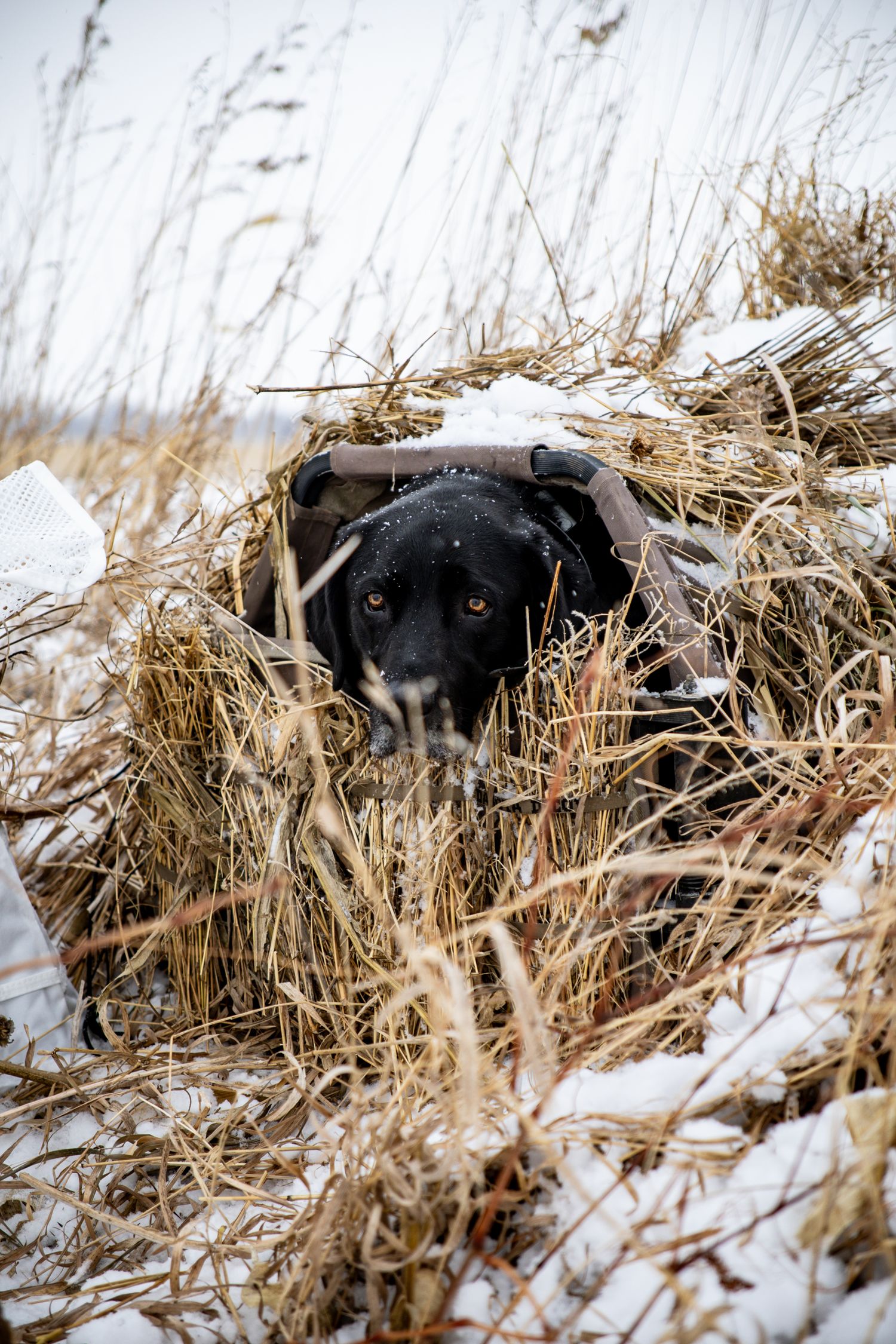 Goose hunting in the snow