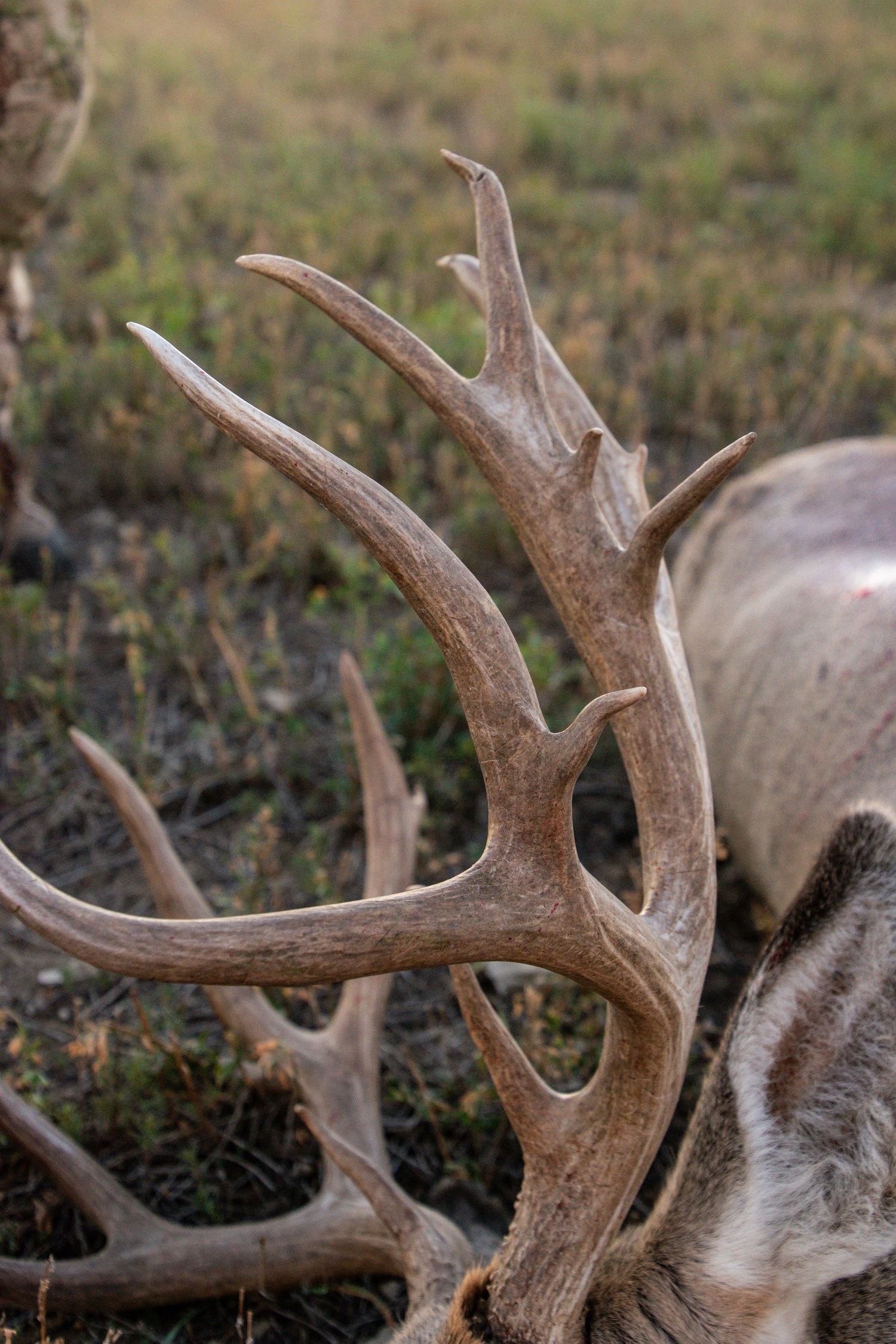 Big Mule Deer antlers