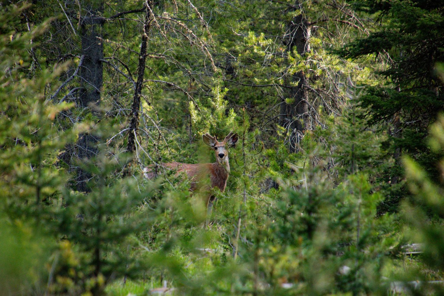 mule deer in the trees