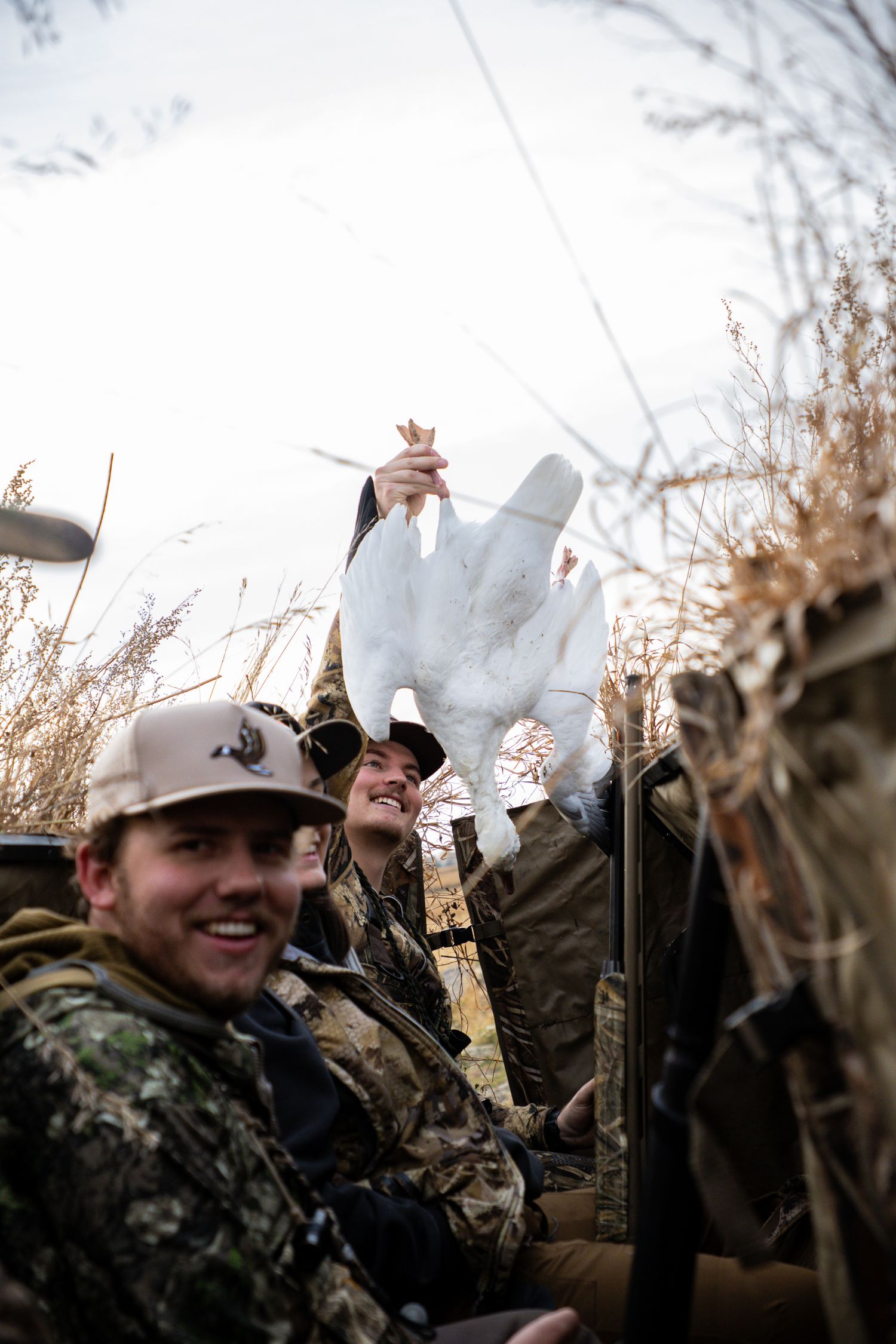 snow goose hunting