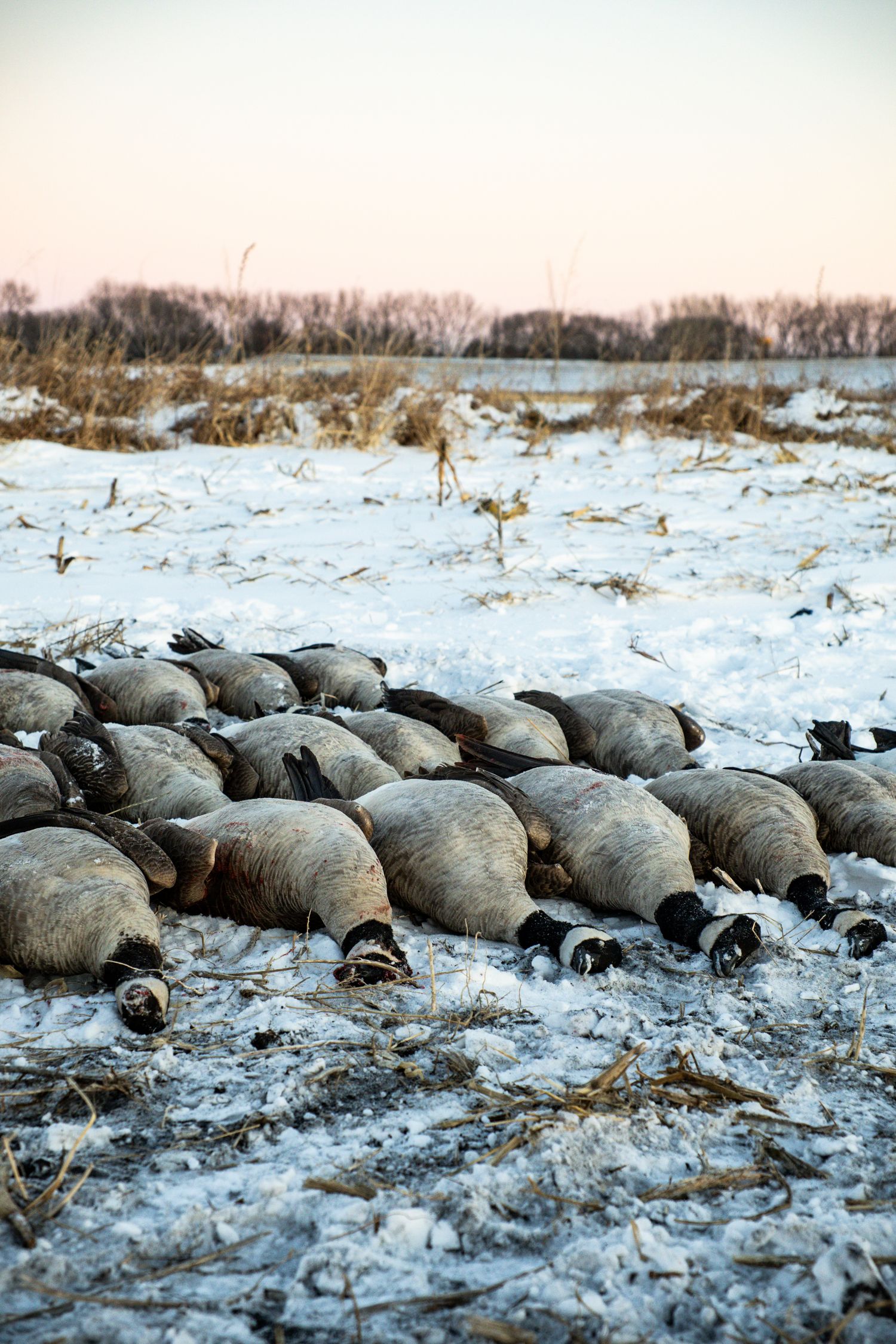 Goose hunting in the snow